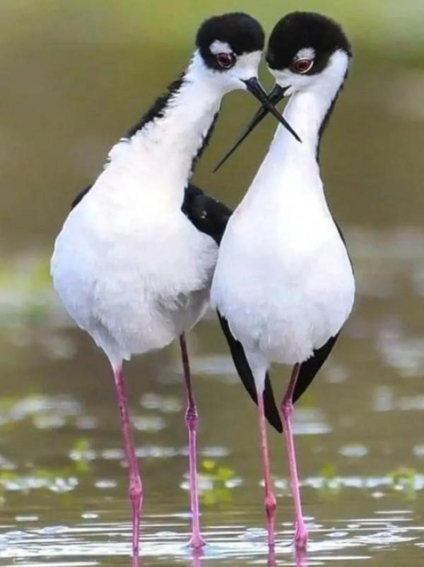 呆萌呆萌的小動物