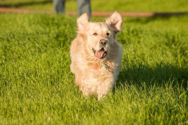 寵物託運知識｜新手養狗 不同品種狗狗常見遺傳疾病對照表