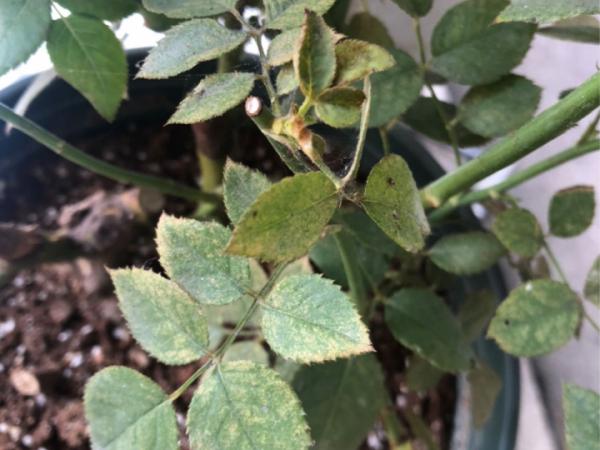 月季黃葉8大原因,找對竅門,解決黃葉很簡單 月季黃葉8大原因,找對竅門,解決黃葉很簡單