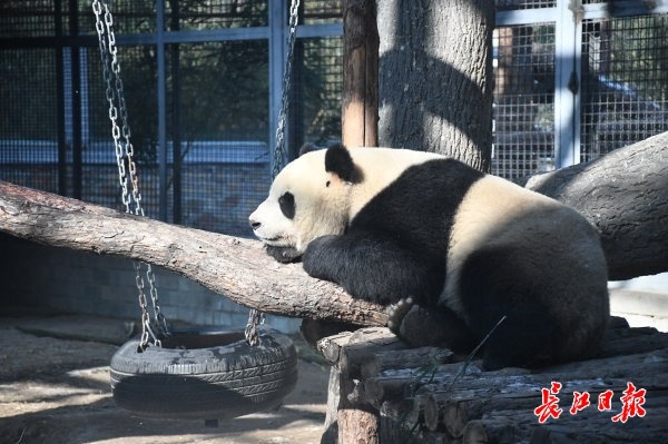 北京動物園看&OpenCurlyDoubleQuote;冰墩墩&rdquo;原型 &vert; 松哥看冬奧