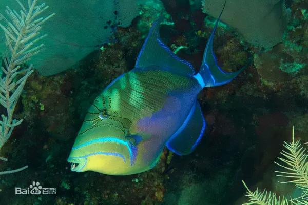 炮彈魚:不僅長得像炮彈,脾氣還很火爆 炮彈魚:不僅長得像炮彈,脾氣還很火爆