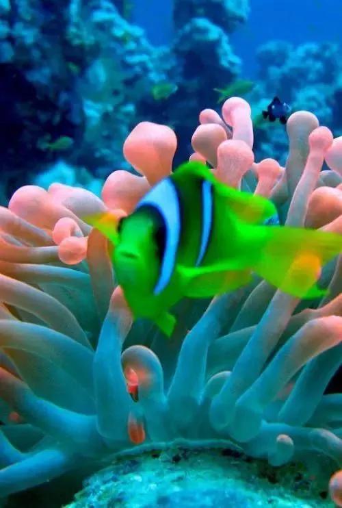 海底世界一一珊瑚媚