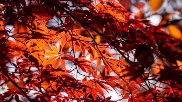 逛逛日本 &vert; 一券在手 遊走日本升龍道夢之旅