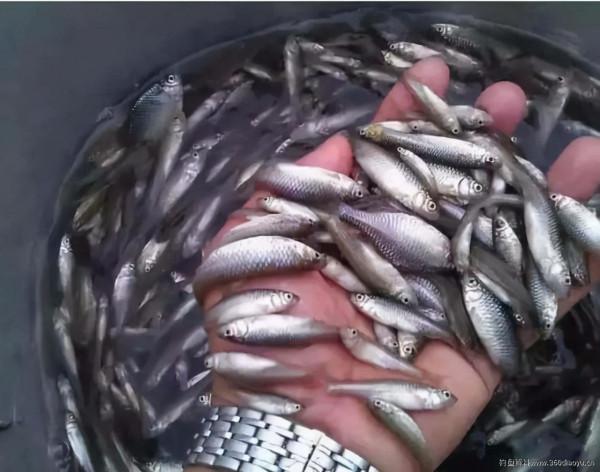 秋季野釣雜魚鬧窩，最全面的應對技巧，白條、麥穗、鰟鮍不在話下