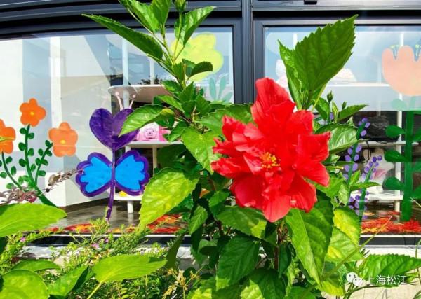 真香!老糧倉成小花園,除了桂花,還有它們…… 真香!老糧倉成小花園,除了桂花,還有它們……