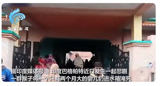 印度上演“猩球崛起”,2月嬰兒被猴群扔進水井,人猴矛盾何時休 印度上演“猩球崛起”,2月嬰兒被猴群扔進水井,人猴矛盾何時休