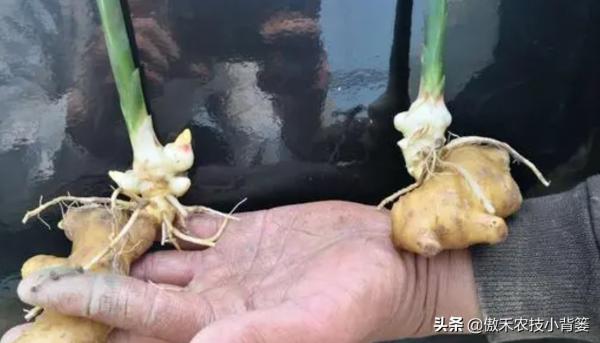 生薑採收分為收種姜、收嫩姜、收老薑,3次採收的時間與方法不同 生薑採收分為收種姜、收嫩姜、收老薑,3次採收的時間與方法不同