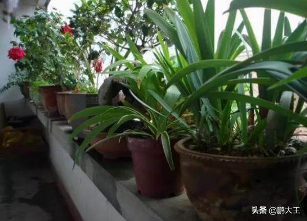 這2種“過期藥”不要丟,兌水後,給花澆1澆,葉片油綠,還猛長 這2種“過期藥”不要丟,兌水後,給花澆1澆,葉片油綠,還猛長