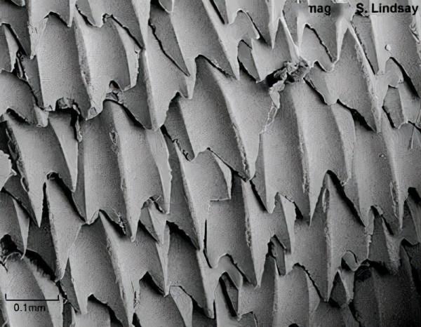 鱷魚一生能換50次牙，人卻只能換一次牙，這合理嗎？這科學嗎？