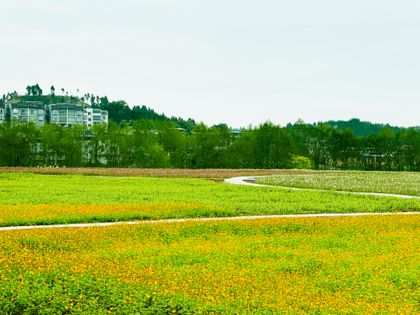 一個冬季都在,而你開的花海,在那河邊的古鎮旁,潼南油菜花 一個冬季都在,而你開的花海,在那河邊的古鎮旁,潼南油菜花