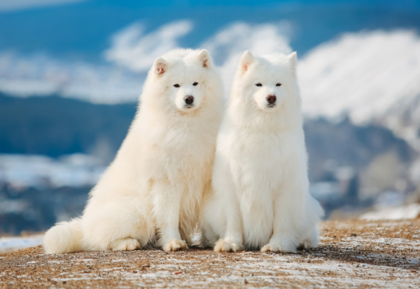 薩摩耶犬是否健康，可以這樣判斷