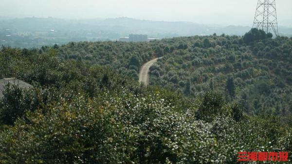 溯源油茶魅力！全國百家媒體走進神農國油體驗採摘