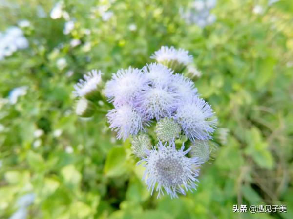 散文:冬日清歡,遇見美好 散文:冬日清歡,遇見美好