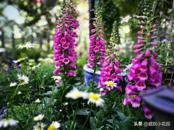 這樣的小院就是我夢想中的花園