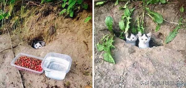 看了這些照片,你可得再要一隻貓了 看了這些照片,你可得再要一隻貓了