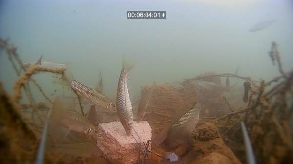 冬季用花生餅打窩行不行？這一期咱們測試一下