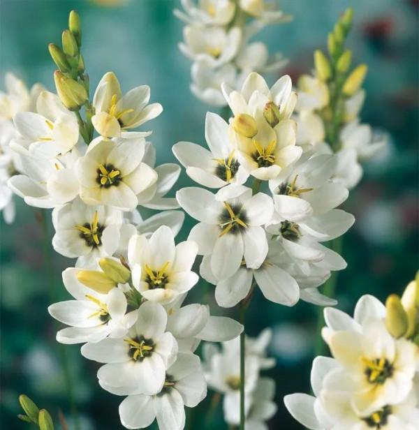 球根種植正當時，這4款稀有球根植物，多年生、復花性