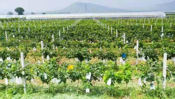 紫輝生態 碩果累累 紫輝生態 碩果累累