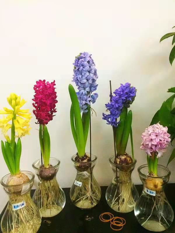 球根植物怎麼養？教你水培風信子