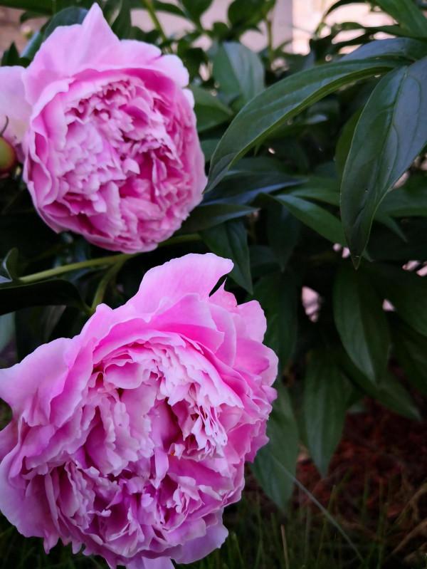 芍藥在渥太華的house前很普遍