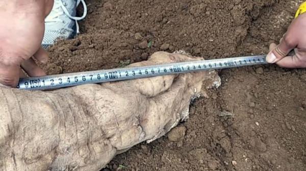 2019年，四川農民挖出250斤重的“樹根”，不久後賣出100萬元高價