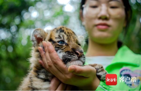 被可愛到了！海南“萌虎”出動鬧元宵