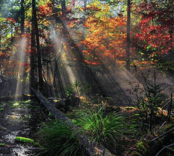 什麼才是原始森林?看看長白山深處的樣子,你會豁然開朗 什麼才是原始森林?看看長白山深處的樣子,你會豁然開朗