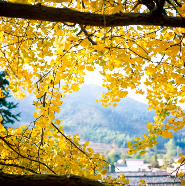 每到秋天,廣東的一些地方就變成了夢幻的童話 每到秋天,廣東的一些地方就變成了夢幻的童話