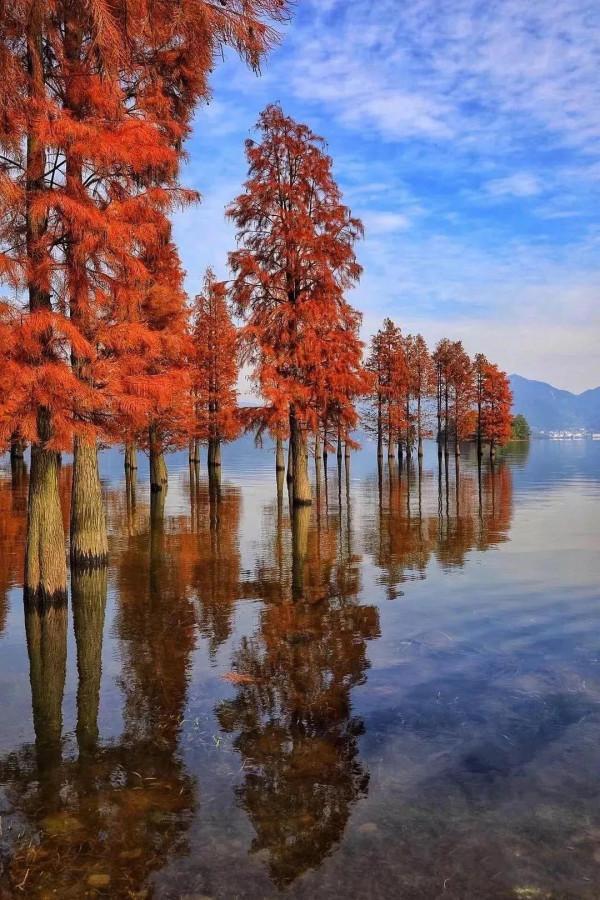 紅杉林，太驚豔了