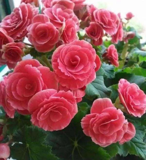 這些花，現在入手最適合，冬季室內也能花開爆盆