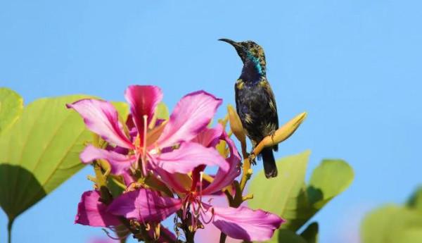 分享圖片一紫喉花蜜鳥 特別罕見珍貴的小鳥