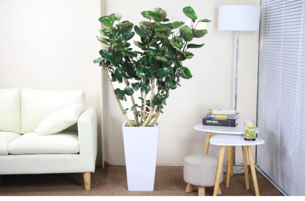 7種吉祥花，適合養在家裡，一帆風順鴻運當頭，日子越過越紅火