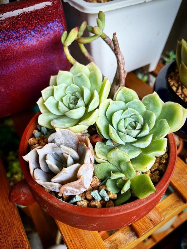 開啟侷限製造不同玩法——多肉也可以成為一片景