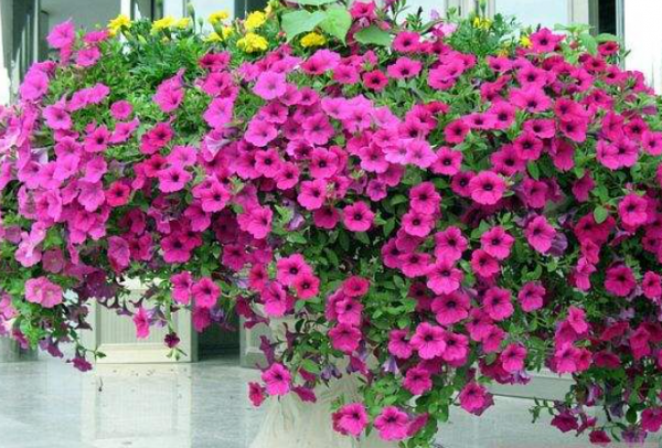 5種&OpenCurlyDoubleQuote;待機時間&rdquo;長的小盆栽，陽臺室內都能養，花期長花量大