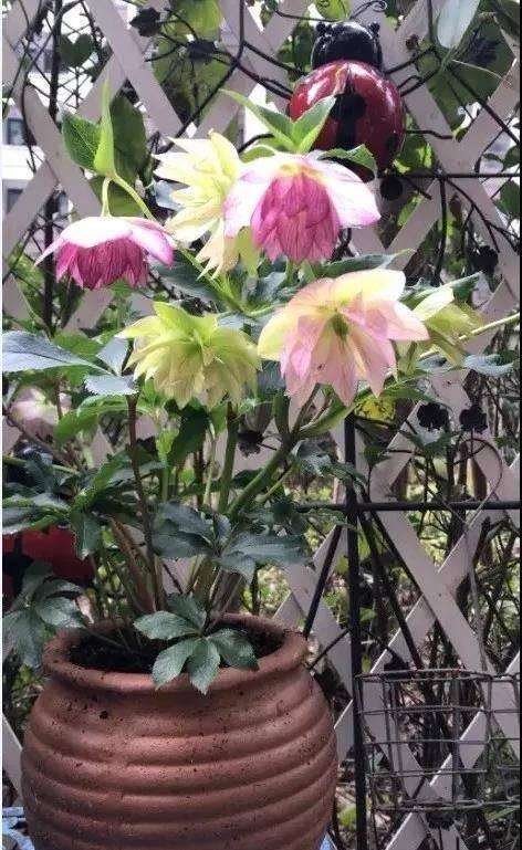 6種&OpenCurlyDoubleQuote;網紅花&rdquo;，喜歡可以買，顏值高，價格實惠，看著就&OpenCurlyDoubleQuote;歡喜&rdquo;