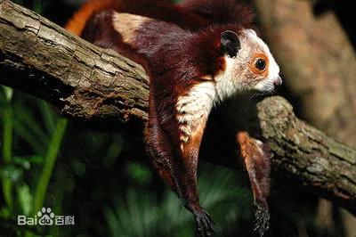 這種小動物,你見過嗎? 這種小動物,你見過嗎?