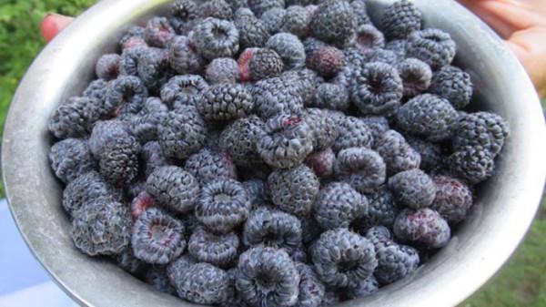 鎮雄美味 野生草莓 烏泡兒