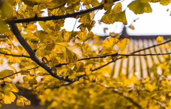 開車2小時也要來的成都古寺銀杏，不要門票很良心，每年只火七天