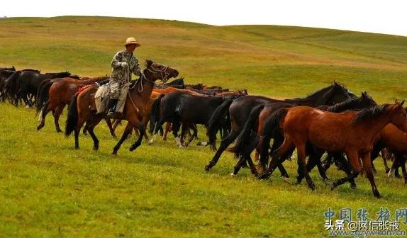 金秋山丹軍馬場雄渾壯美