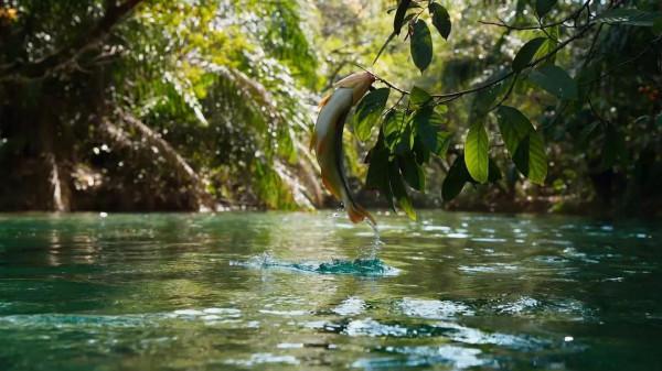 亞馬遜這種魚真聰明，為了獲取食物，竟然讓猴子為它做嚮導
