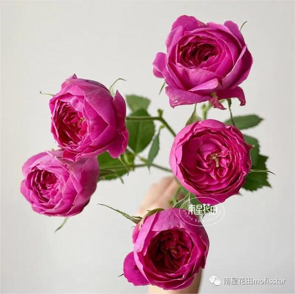 丁香泡泡多頭玫瑰 · 幾度春深豆蔻梢