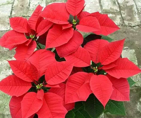 6種&OpenCurlyDoubleQuote;大毒花&rdquo;，春天正開花，看見離遠點，避免中毒