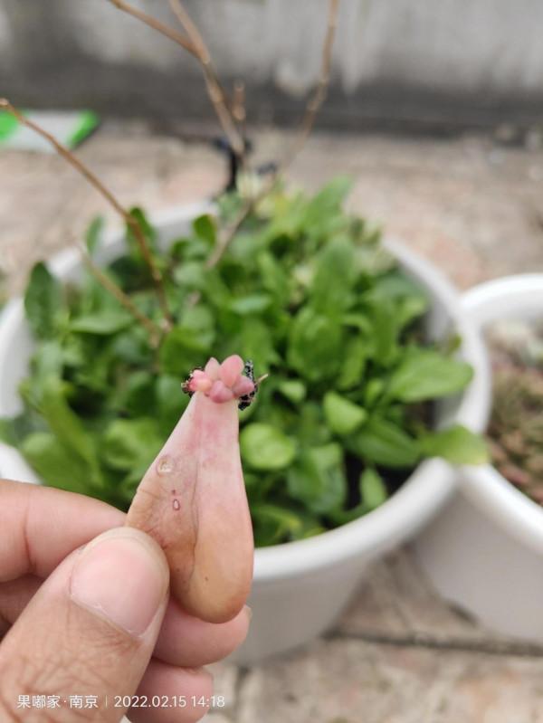 在樓頂，見證每一顆肉的成長