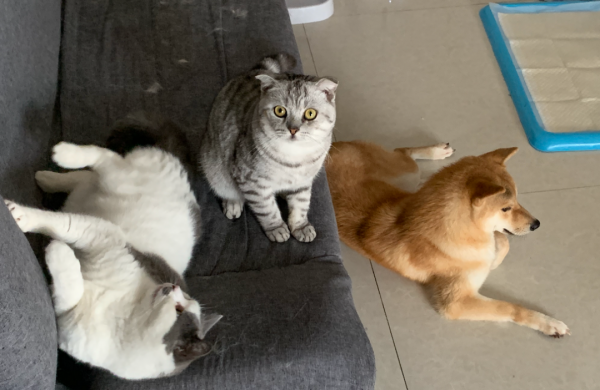 送他去上海之後，我決定再也不養狗了