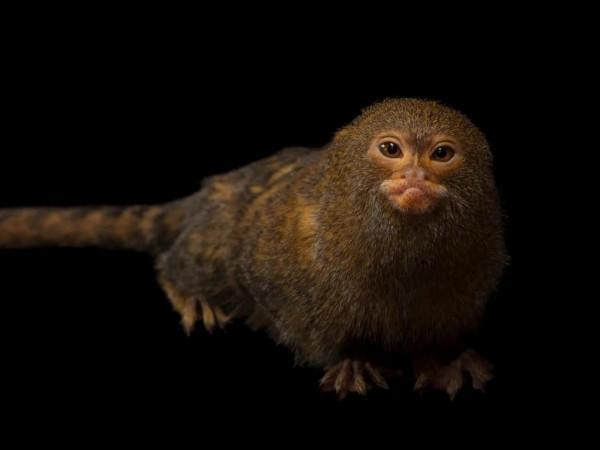 最小的靈長類能有多小？