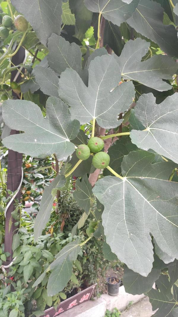 川西三日遊-第一站桃坪羌寨