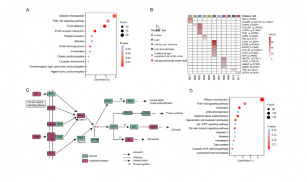 中國研究：PI3K/AKT通路的啟用是小細胞肺癌治療耐藥的潛在機制