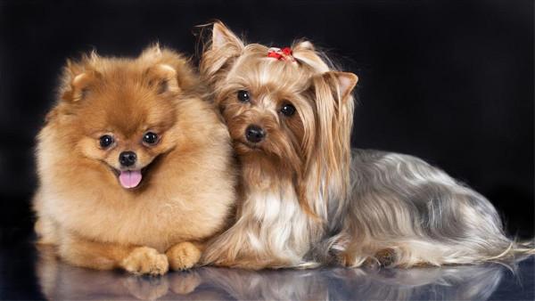 畸形的“人造狗”茶杯犬，賣到1萬多美金一隻，它們是怎麼來的？