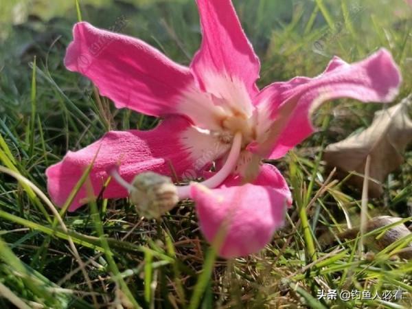 歷經一番驚險刺激的操作，小鉤成功博大魚一條……