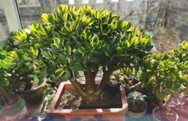 玉樹有“3怕2喜”，做好這幾點，養成漂亮的盆景